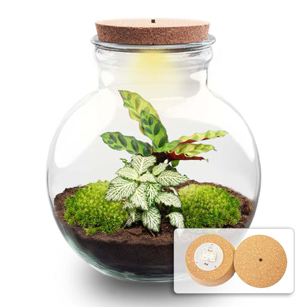 Flaschengarten Teddy mit LED – Korken – Ø25cm ↕26,5cm – DIY Pflanzenterrarium mit Calathea & Fittonia – Selbstversorgendes Mini – Ökosystem im Glas