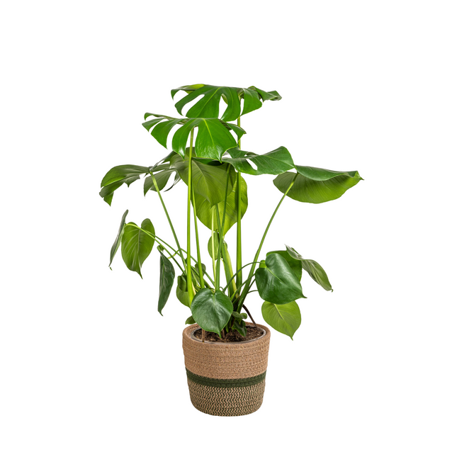 Monstera Deliciosa Tauerii inkl. Naturkorb – Höhe 70-90cm – Ø21cm – Pflegeleichte Zimmerpflanze mit großen, dekorativen Blättern