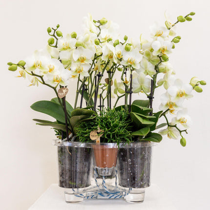 Weißes Pflanzenset im Baumwollkorb – 3 Orchideen Lausanne & 3 Grünpflanzen – Ø9cm – Mit autarkem Wassertank – Dekoratives Pflanzenarrangement