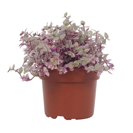 Callisia Repens 'Rosato' – Dreifarbige Hängepflanze Ø12cm – ↕16cm – Rosa-Grün-Violett – Zimmerpflanze für helle Standorte