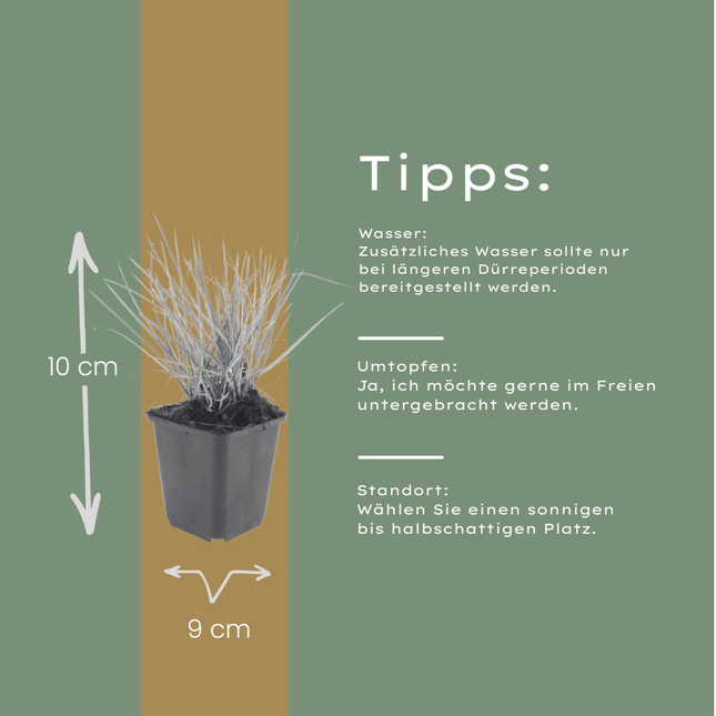 Sesleria autumnalis – 12 Pflanzen – Ø9cm – Höhe 10-25cm – Winterhartes Ziergras – Goldbraune Herbstfärbung
