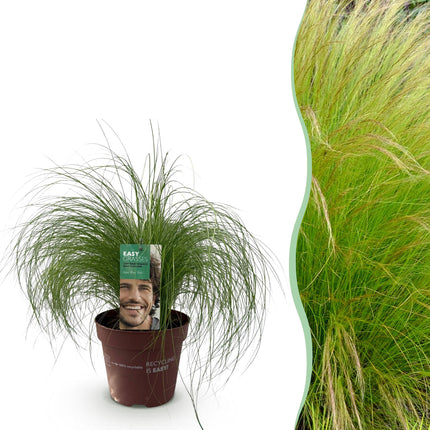 Ziergras Federgras Stipa tenuifolia Pony Tails – Immergrün & winterhart – Höhe ca. 50cm – 17cm – Luftiges Ziergras für Beet & Kübel