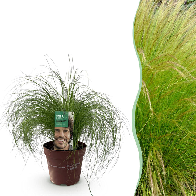 Ziergras Federgras Stipa tenuifolia Pony Tails – Immergrün & winterhart – Höhe ca. 50cm – 17cm – Luftiges Ziergras für Beet & Kübel