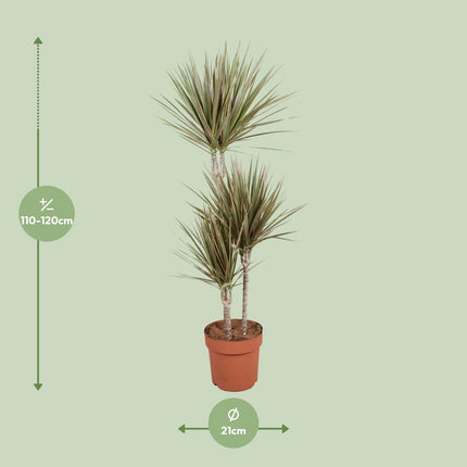 Drachenbaum Dracaena Bicolor Zimmerpflanze Ø21cm – Höhe ca.120cm – zweifarbiges Laub – pflegeleichte Grünpflanze für Wohnung & Büro – ideal bei Halbschatten