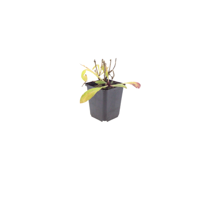 Helenium Moerheim Beauty – 48 Pflanzen – Ø9cm – Höhe 10-25cm – Sonnenbraut Staude – Gelb Orange Sommerblüher