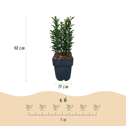 Japanischer Spindelstrauch Euonymus japonicus Green Spire – Heckenpflanze – Blatt Grün – 6 Pflanzen – 1  Meter – Immergrün – 17 cm Höhe 40 cm – Pflegeleicht & Sonnentolerant