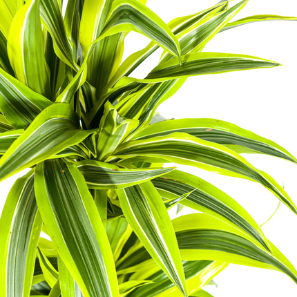 Drachenbaum Dracaena Deremensis Lemon Lime – Zimmerpflanze – Ø19cm – 70-90cm hoch – Lebendige grüne Blätter mit hellgrünem Rand – Pflegeleicht & dekorativ