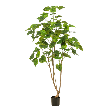 Kunstpflanze Ficus Umbellata – Afrikanische Feige – ca. 180cm hoch – Hochwertige künstliche Zimmerpflanze mit großen Blättern – Dekopflanze für Wohnzimmer, Büro & Wintergarten