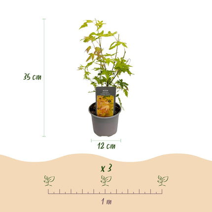 Ahorn Acer palmatum Orange Dream – 12cm – Höhe ca. 35cm – Orange – gelbes Laub & beeindruckende Herbstfarbe