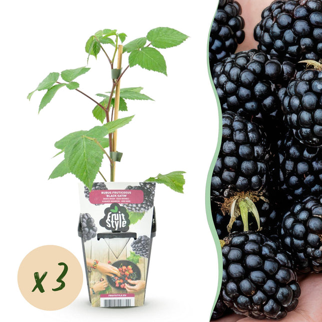 Brombeere Rubus fruticosus Black Satin winterhart 3 Pflanzen Ø9cm Höhe 30cm – Schwarze Brombeere für Garten Beet Balkon & Terrasse