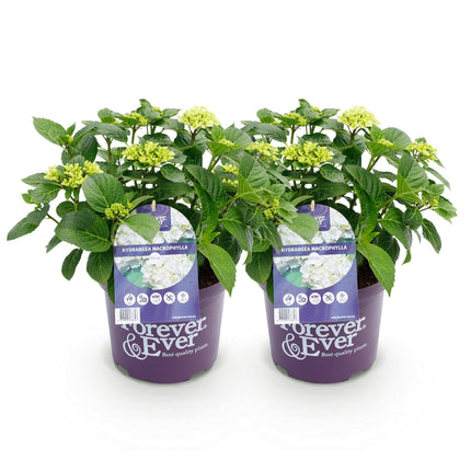 Hydrangea Forever & Ever Weiß – Hortensie Ø23cm – ↕55cm – 2 Pflanzen – Winterhart & reichblühend – Balkon & Garten – 7-12 Blüten