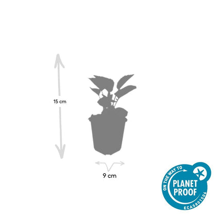 Rotblühender Scheinsonnenhut Echinacea purpurea 'Magnus' – ↕10-25cm – Ø9cm – 6 Pflanzen – Purpur – Sonnenhut – Bienenfreundlich – Für Sonne & Beete