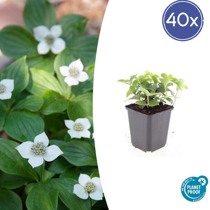 Kanadischer Hartriegel Cornus canadensis – ↕10-25cm – Ø9cm – 40 Pflanzen – Immergrüner Bodendecker – Weiße Blüten – Schattentauglich – Für Beete & Gartenteppiche