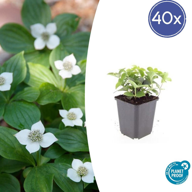 Kanadischer Hartriegel Cornus canadensis – ↕10-25cm – Ø9cm – 40 Pflanzen – Immergrüner Bodendecker – Weiße Blüten – Schattentauglich – Für Beete & Gartenteppiche