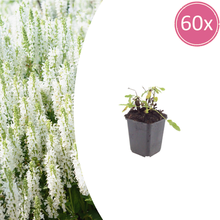 Salvia nemorosa Schneehügel – 60 Pflanzen – Ø9cm – Höhe 10-25cm – Steppensalbei – Hellblaue Blütenähren – Bienenfreundliche Staude für Beet & Steingarten