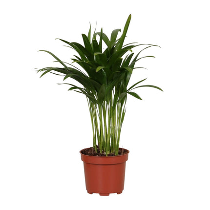 Areca Catechu – Tropische Goldpalme für Innenräume – 35cm Ø12cm – Pflegeleichte Zimmerpflanze mit eleganten Wedeln