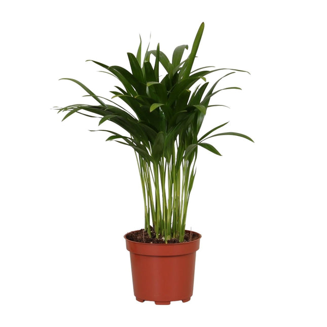 Areca Catechu – Tropische Goldpalme für Innenräume – 35cm Ø12cm – Pflegeleichte Zimmerpflanze mit eleganten Wedeln