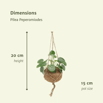 Kokodama Pilea Peperomioides – 2 Pflanzen – 20cm – Ø15 – Nachhaltige Pfannkuchenpflanzen im Kokodama – Kokostopf