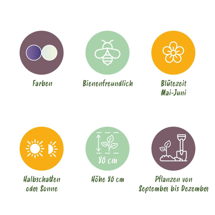 Blumenzwiebeln Camassia Leichtlinii Mix – 5 Stück – Lila & weiße Sternhyazinthen – Für Beet, Balkon & Terrasse – Pflegeleicht