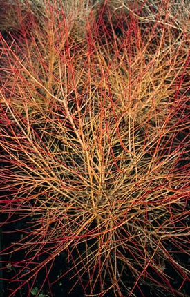 Roter Hartriegel Cornus sang. 'Anny's Winter Orange' – ↕10-25cm – Ø9cm – 40 Pflanzen – Winterharte Sträucher – Leuchtend orange Zweige – Für Beete & Solitärpflanzungen