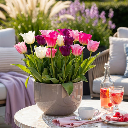 Blumenzwiebeln Tulipa Pastel Mix – Verschiedene Farben – 12 Stück – Zwiebelgröße 11/12 – Zarte Pastell-Tulpen für Garten, Balkon & Terrasse – Frühjahrsblüher