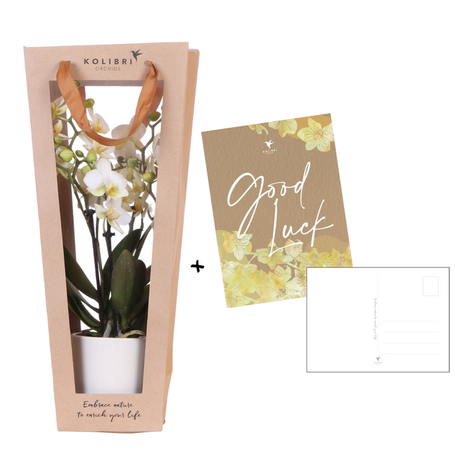 Pflanzengeschenk „Viel Glück“ – Weiße Phalaenopsis Orchidee – Ø9cm – Inklusive Dekotopf, Grußkarte & Geschenktasche – Blühende Zimmerpflanze als Glückwunsch & Geschenkidee
