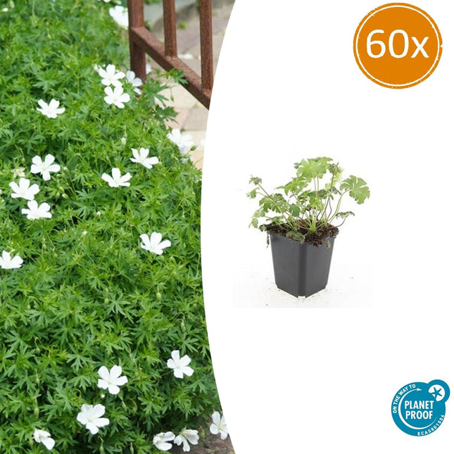 Schnee-Storchschnabel Geranium sanguineum 'Album' – ↕10-25cm – Ø9cm – 60 Pflanzen – Weiße winterharte Staude & Bodendecker