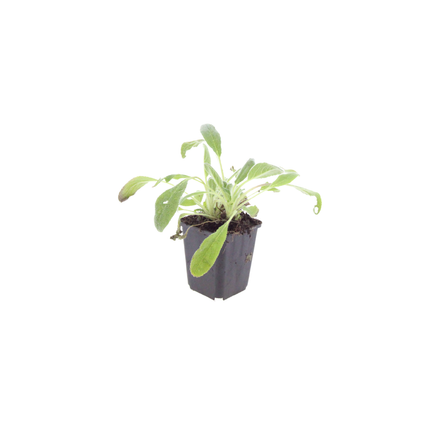 Stachys byzantina Eselsohren – 60 Pflanzen – Ø9cm – Höhe 10-25cm