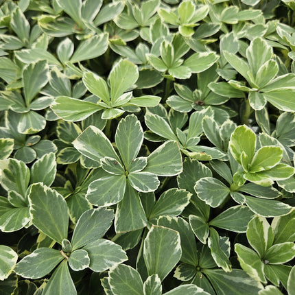 Schattengrün Pachysandra terminalis 'Variegata' – ↕10-25cm – Ø9cm – 60 Pflanzen – Winterhart – Immergrün – Pflegeleicht – Bodendecker für Schatten