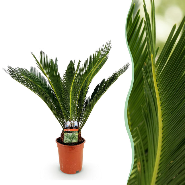 Cycas Revoluta – Palmfarn – 70cm – 17cm – Pflegeleichte Zimmerpflanze mit fiederförmigen Blättern – Robuste Sago – Palme für elegante Innenräume