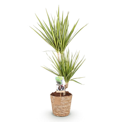 Dracaena Sunray – 70-75cm – 17cm inkl. Naturkorb – Pflegeleichter Drachenbaum – Grün – Gelbes Blattwerk