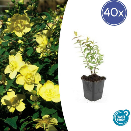 Großblumiges Johanniskraut – Hypericum 'Hidcote' – Ø9cm – ↕10-25 cm – 40 Pflanzen – immergrüner Strauch, gelbe Blüten, bienenfreundlich