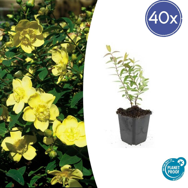 Großblumiges Johanniskraut – Hypericum 'Hidcote' – Ø9cm – ↕10-25 cm – 40 Pflanzen – immergrüner Strauch, gelbe Blüten, bienenfreundlich