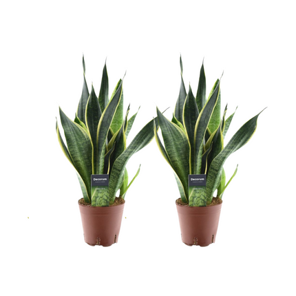 Sansevieria Futura Superba – 2 Zimmerpflanzen – Ø14cm ↕45cm – Bogenhanf mit gelbem Rand – Luftreinigend & pflegeleicht – Ideal für Wohnzimmer & Büro