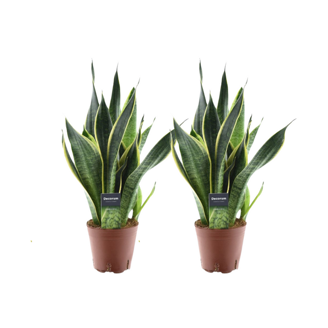 Sansevieria Futura Superba – 2 Zimmerpflanzen – Ø14cm ↕45cm – Bogenhanf mit gelbem Rand – Luftreinigend & pflegeleicht – Ideal für Wohnzimmer & Büro