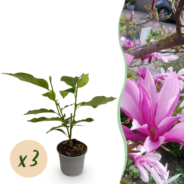 Magnolia Susan – 3 Pflanzen – 12cm – Höhe ca. 30cm