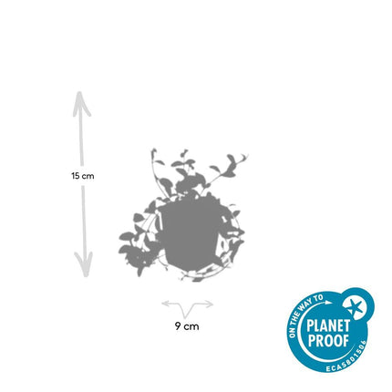 Kleinblättriges Immergrün Vinca minor 'Aureovariegata' – ↕10-25cm – Ø9cm – 60 Pflanzen – Goldrand-Laub – Violette Blüten – Wintergrüner Bodendecker