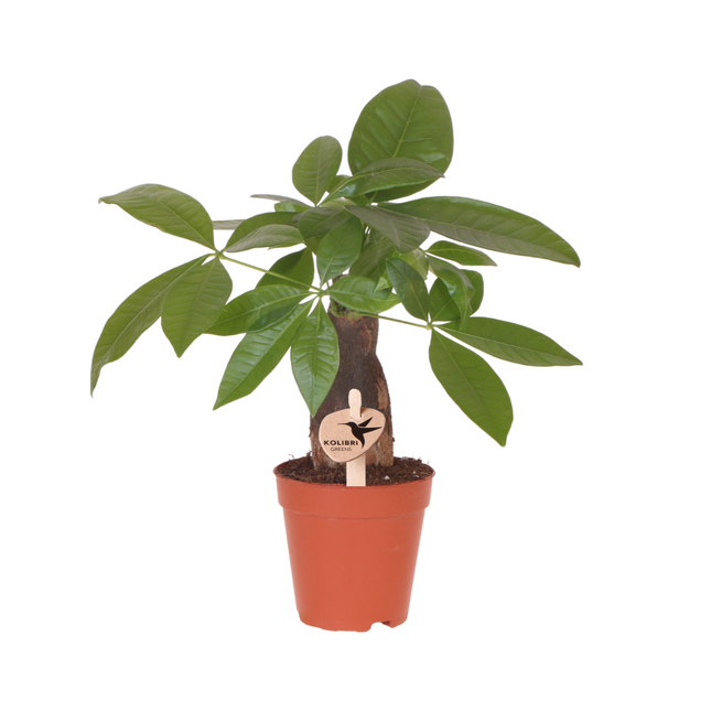 Pachira Glückskastanie – Zimmerpflanze Ø9cm – Geldbaum mit geflochtenem Stamm & grünen Blättern – Pflegeleichte Glückspflanze für Wohnzimmer, Büro & Geschenkidee