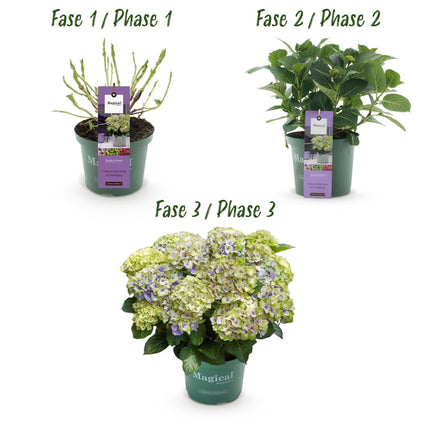 Hortensie Hydrangea macrophylla Magical Jewel Blue – 2 Pflanzen – Blauer Blütenschmuck – Topf Ø23cm – Höhe 55cm – Balkon – und Gartenpflanze