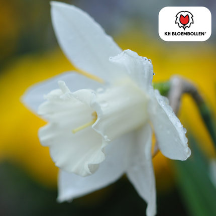 Snow Baby Narzisse – 20 Blumenzwiebeln – Mini-Narzisse Weiß – Frühjahrsblüher für Beete, Töpfe & Steingärten