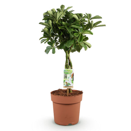 Schefflera Nora – 70-82cm – 21cm – Pflegeleichter Fingerbaum – Dunkelgrüne Zimmerpflanze für Wohnzimmer, Büro & Schlafzimmer – Luftreinigend & robust