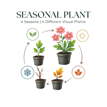 Geranium Azure Rush – 12 Pflanzen – Ø9cm – Höhe 10-25cm – Winterharte Staude – Hellblaue Blüten – Bodendecker für Beet, Steingarten & Kübel