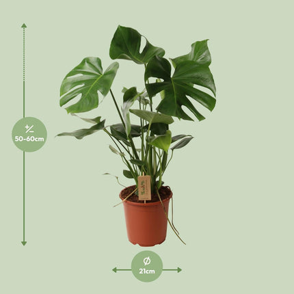 Monstera Deliciosa – Schweizer Käsepflanze – Zimmerpflanze ca. 60cm hoch – Ø21cm – Tropische Blattschmuckpflanze mit Luftreinigender Wirkung – Pflegeleicht & dekorativ