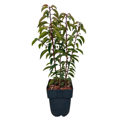 Chickasa – Pflaume – Prunus lusitanica Angustifolia – 6 Pflanzen – Heckenpflanze 1m – Immergrün – Blatt grün – 17cm – Höhe 50cm