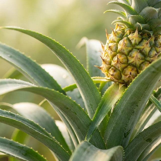 Ananaspflanze Mi Amigo – 4 Pflanzen – Ø12cm – Höhe 35-40cm – Tropische Zimmerpflanze mit Mini – Ananas – Exotische Pflanze für Wohnraum & Büro
