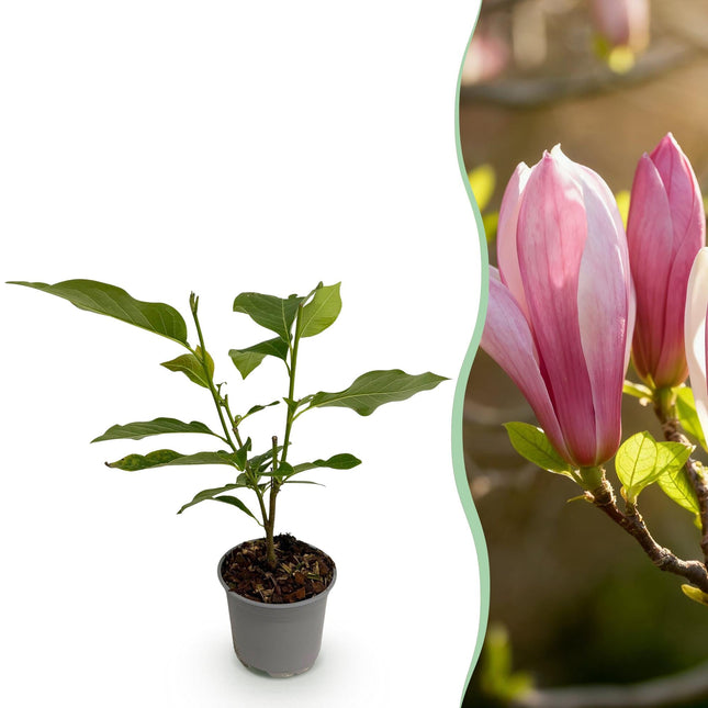 Magnolia Ricki – 12cm – Höhe ca. 30cm – Laubabwerfende Magnolie mit rosa Frühlingsblüten – Pflegeleicht für Beet, Balkon & Terrasse