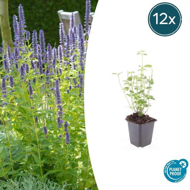 Asiatische Duftnessel – Agastache 'Black Adder' – 20 Pflanzen – Dunkelviolette Blütenähren & aromatisches Laub – Bienenfreundlich, winterhart & pflegeleicht – Höhe 10-25cm