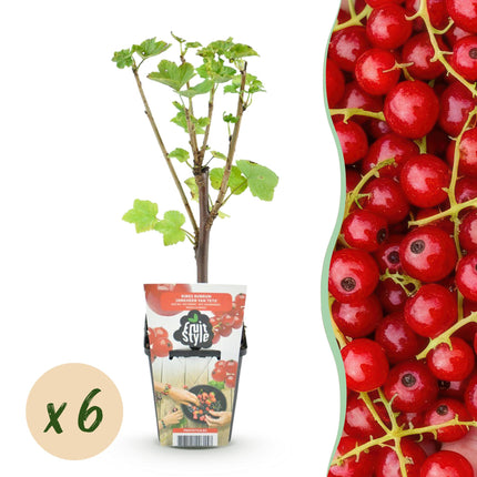 Rote Johannisbeere Ribes rubrum Jonkheer van Tets winterhart 6 Pflanzen Ø9cm Höhe30cm – Ertragreiche rote Johannisbeere für Garten & Balkon