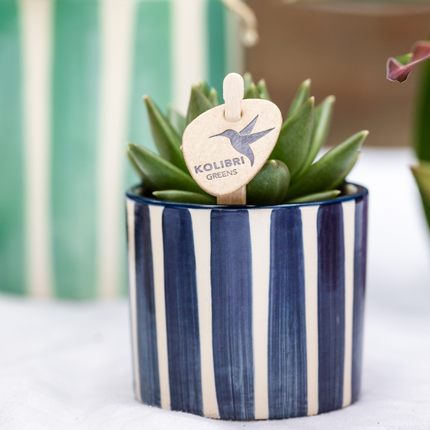 Pflanzenset Mediterranean Sunset – Weiße Phalaenopsis Orchidee Lausanne & Sukkulenten – 3 Pflanzen mit Keramik-Ziertöpfen – Inklusive Tablett – Mediterraner Stil