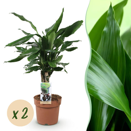 Dracaena fragrans Steudneri – 2 pflegeleichte Drachenbäume – 50-55cm – 17cm – Robust & luftreinigend